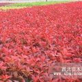 山東艱難紅葉石楠綠化工程苗銷售中心