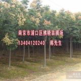 10公分栾树种植基地