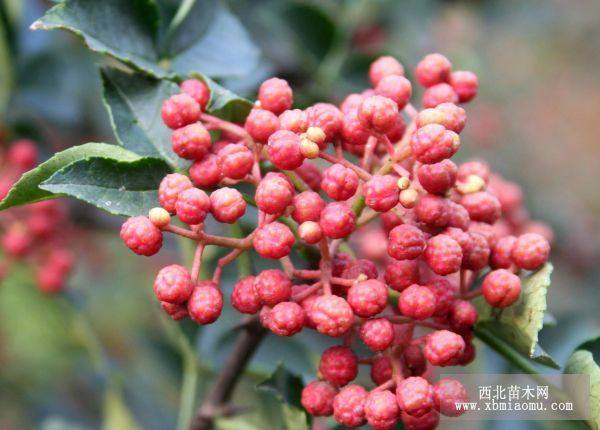 大紅袍花椒樹(shù)苗