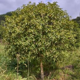 湖北桂花批發(fā)，桂花苗，桂花樹