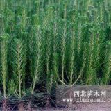 出售優(yōu)質(zhì)0.5-5米高 黑松油松綠化工程苗