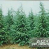 山东临沂0.5-5米雪松  油松绿化工程苗销售中心