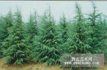 雪松 油松绿化工程苗