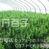 榴開百子石榴苗50元一株，每年賣出兩百萬株！有更多新品種藍莓