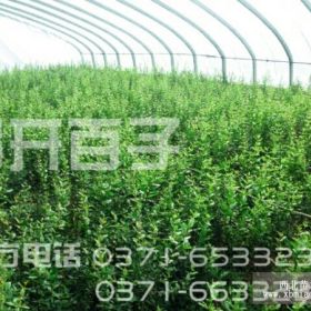 榴開百子石榴苗50元一株，每年賣出兩百萬株！有更多新品種藍(lán)莓