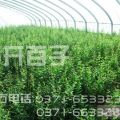 榴開百子石榴苗50元一株，每年賣出兩百萬株！有更多新品種藍(lán)莓