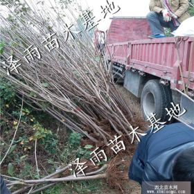 斯帕克里樱桃树苗品种怎么样 吉塞拉樱桃树苗市场