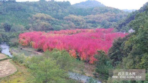 陜西 大規(guī)格紅楓