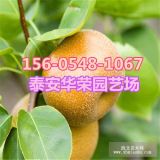 產(chǎn)地直銷0.8公分1公分優(yōu)質(zhì)梨樹苗價格