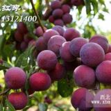 脆紅李子樹(shù)苗多少錢(qián)一株？