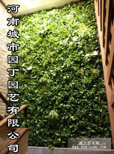 植物墙