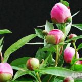 優(yōu)質(zhì)觀賞芍藥苗價(jià)格 山東觀賞芍藥苗批發(fā)