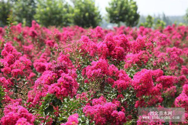 郴州、永州 紫紅枚紅