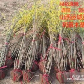 山西连翘苗基地，哪里连翘苗价格低