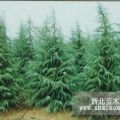 出售優(yōu)質雪松當年小苗 二年苗