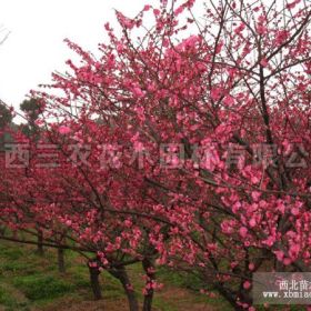 骨紅朱砂梅_杭州梅花苗、杭州梅花基地