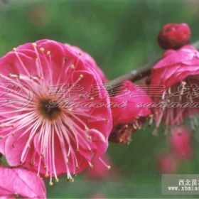 千瓣朱砂梅 寧波梅花小苗、寧波梅花樹