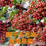 花椒苗獅子頭  大紅袍花椒苗  100萬(wàn)花椒苗批發(fā)價(jià)銷(xiāo)售