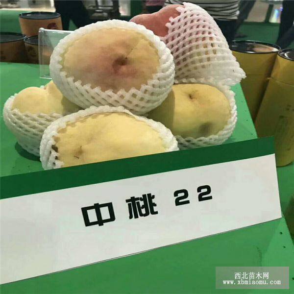 桃树苗