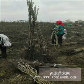 香玲核桃苗哪里多、香玲核桃苗基地价格、哪里卖香玲核桃苗