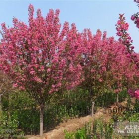 北美海棠，北美海棠小苗，甜茶苗，流蘇苗，木瓜苗，果樹苗