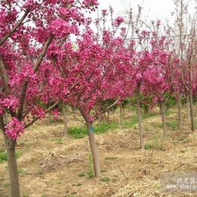 山東精品北美海棠，山東北美海棠精品好樹形