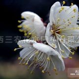 三轮玉碟梅 湖州梅花苗、湖州梅花树