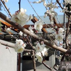 小玉蝶梅 金華梅花苗、金華梅花樹