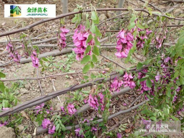 香花槐价格 