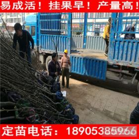 3公分梨树苗多少钱一棵 梨树苗价格