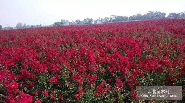 常德岳陽紅火球箭