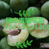 李子苗，李子樹(shù)苗，晚熟李子苗品種？