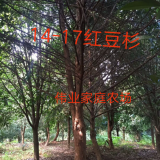 14-17公分紅豆杉，紅豆杉價(jià)格，紅豆杉樹，紅豆杉圖片