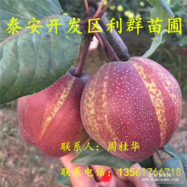 全紅梨樹(shù)苗