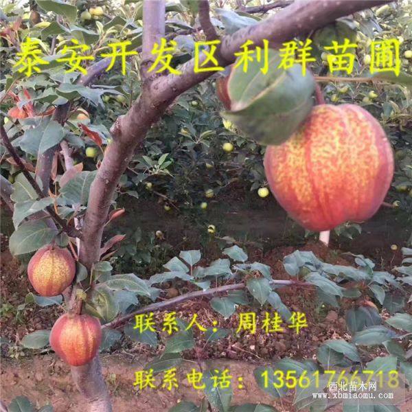 全紅梨樹(shù)苗