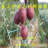 奧紅一號梨樹苗、新品種奧紅一號梨樹苗、奧紅一號梨樹苗價格