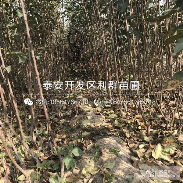 红心苹果树苗