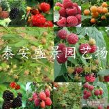 樹莓苗種植技術(shù) 樹莓苗怎么種植 樹莓苗