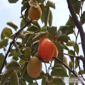 莲花柿柿子苗价格 莲花柿柿子苗批发