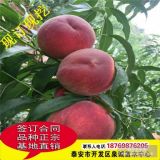 供應(yīng)新品種桃樹苗 秋彤 夏甜 晚熟桃樹苗