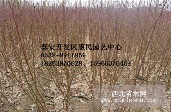 出售优质水蜜桃 齐鲁巨红 锦绣黄桃 黑桃 黄金蟠桃果树苗