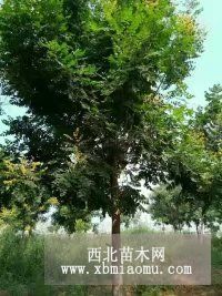 5公分栾树种植基地之间5公分栾树创造环保世界