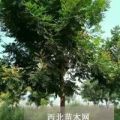 5公分欒樹種植基地之間5公分欒樹創(chuàng)造環(huán)保世界