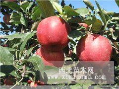 岳陽(yáng)紅蘋果苗