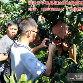 重庆红肉蜜柚苗（红心蜜柚苗）种植佳期到了，您准备好了吗？