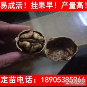 薄皮核桃苗多少钱一棵