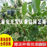 2017藍莓苗價格 北高叢藍莓苗品種怎么樣