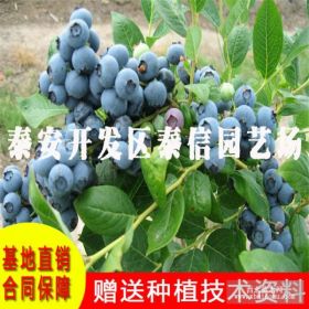 都克蓝莓苗价格 2017都克蓝莓苗批发价格