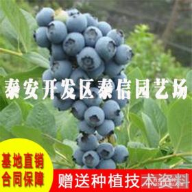 埃利奥特蓝莓苗、埃利奥特蓝莓树苗、埃利奥特蓝莓树价格多少