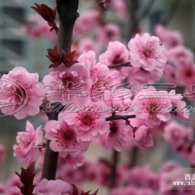 紅葉美人梅_臺州梅花苗、臺州梅花樹